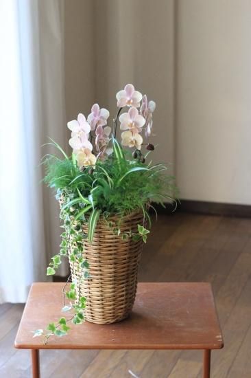 SALE♡レア♡胡蝶蘭♡ショコラティエ６号&マザーチーク4号♡蘭工房♡メルカリ便 アンティーク胡蝶蘭！マザーチーク2本立ち | ハルカゼフラワー