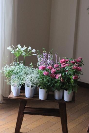 此花ルチア　アカリセット アゾネット | 商品詳細 | 1／6アイリスコレクトプチ Ruchiru（る