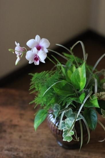 花苗セット】デンファレ・フェアリーセレナーデのガラス植えブリ