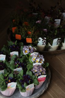 自分で植える花苗セット アトリエajisai Online Shop