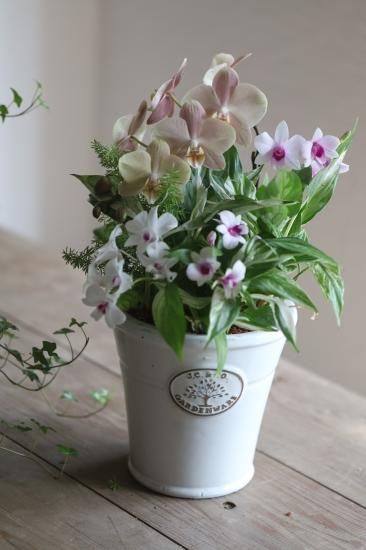 オーダー】ミディ胡蝶蘭・マザーチークとデンファレのブリコラージュ