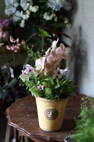 オーダー】ミディ胡蝶蘭・マザーチークとデンファレのブリコラージュ