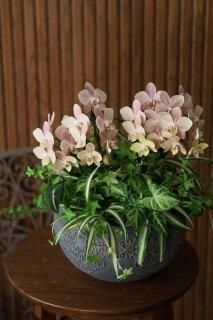 先行予約販売／2023年04月下旬頃お届け予定】母の日に♪ミディ胡蝶蘭