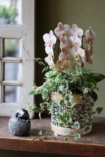 あ*ん様 【特選】　胡蝶蘭　2種4ポット マザーチーク　キウイドール　ファレノプ 特選】 胡蝶蘭 マザーチーク 4寸陶器鉢 2本立 ファレノプシス