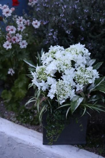 花苗セット】紫陽花・月うさぎのホワイトグリーンのひとはちが