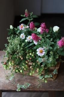 ڲĥåȡۥ٥꡼ȥ֥åȥ쥢Хե饤ǥȥӡΤҤȤϤĥå