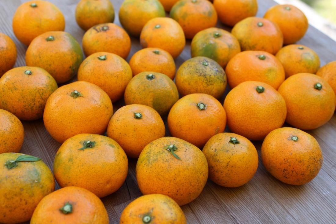 早生みかん 1.5kg | 生口島産 無農薬 - タチバナストア
