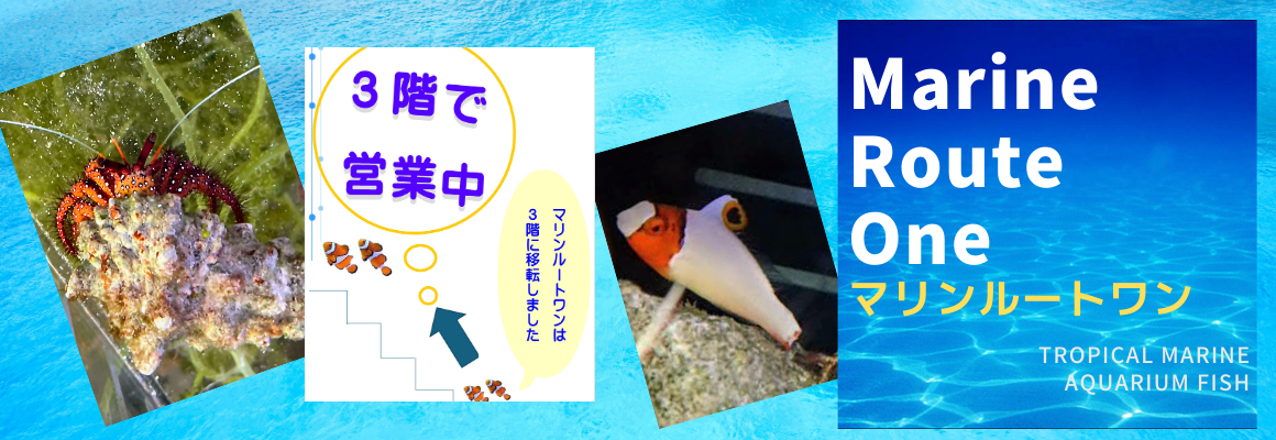 ¥Þ¥ê¥ó¥ë¡¼¥È¥ï¥ó