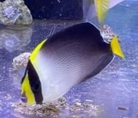 海水魚 エビ カニ マリンルートワン 海水魚 エビ カニ マリンルートワン