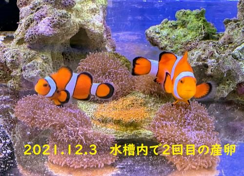 八重山産 カクレクマノミペア 水槽内産卵ペア - マリンルートワン