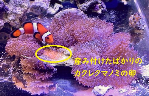 八重山産 カクレクマノミペア 水槽内産卵ペア - マリンルートワン