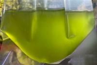 ߥĥܥॷS350ml ʧˡԿ߸ 1690(ǡ)оݤϰ衧ޤ