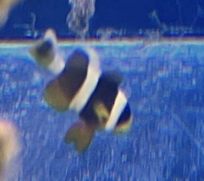 八重山産 クマノミベビーサイズ 約3cm - マリンルートワン