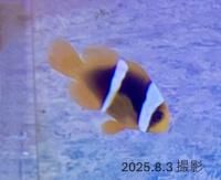 208֥꡼ɡϥޥޥΥߡ٥ӡ2cm