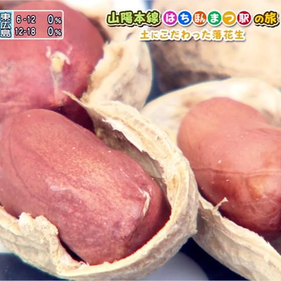 国産 広島県の落花生通販 殻付き落花生 てんぴっぴ 大粒サイズ 国産 広島県の落花生通販 殻付き落花生 てんぴっぴ 大粒サイズ