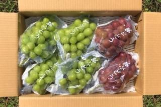 Ĺ⻳¼ 㥤ޥåȡӡͤ碌 44.5kg