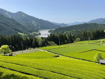 令和6年度産 新茶和張缶ギフト 川根薮北天王山150g×2本入り 令和6年度産 新茶和張缶ギフト 川根薮北天王山150g×2本入り