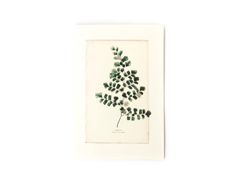 Maidenhair Fern Card