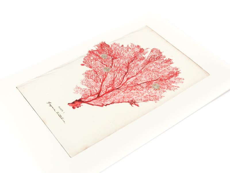 Fan Coral Card