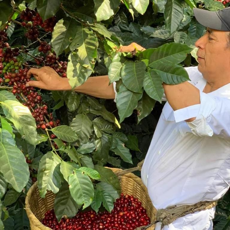 <img class='new_mark_img1' src='https://img.shop-pro.jp/img/new/icons14.gif' style='border:none;display:inline;margin:0px;padding:0px;width:auto;' />El Salvador / ETHIOPIA COE 2024 #2 100g