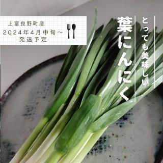 期間限定】旬の葉にんにく 800g - 北海道 富良野 agrier garlic