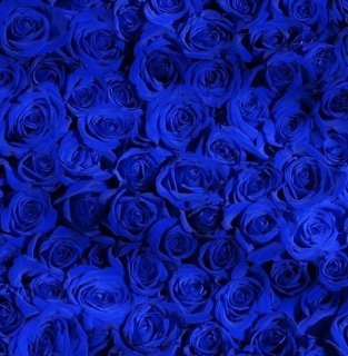 ܤ鯤β« Bouquet of 12 Blue Roses