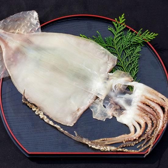 スルメ一夜干し 1枚 いかの干物通販 熊野の美味しい干物ギフトお取り寄せ 畑辰商店