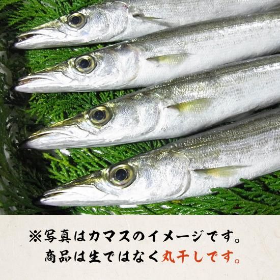 カマス丸干し 150g かます干物通販|熊野の美味しい干物ギフトお カマス丸干し 150g かます干物通販|熊野の美味しい干物ギフトお