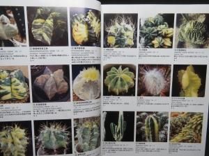 サボテン斑入種写真集 多肉植物斑入種写真集 サボテン綴化種写真