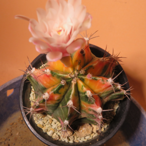 サボテン cactus - サボテン・多肉植物販売 C・V・D