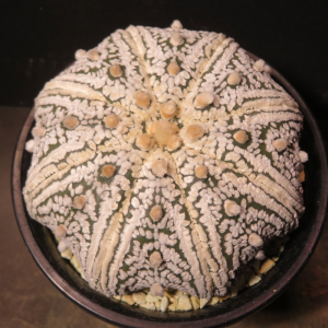 サボテン cactus - グランカクタスC•V•D(サボテン・多肉植物販売店) サボテン cactus - グランカクタスC•V•D(サボテン・多肉植物販売店)