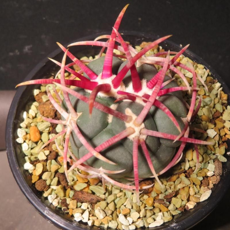 レアサボテンコレクション・テロカクタス属・直刺緋冠竜inわけけのお店 レアサボテンコレクション・テロカクタス属・直刺緋冠竜inわけけのお