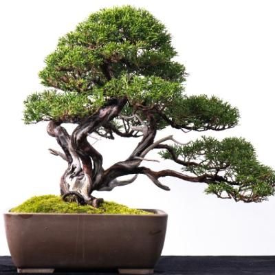 SUWADA 盆栽用幹割 210mm - SUWADA ONLINE SHOP SUWADA 盆栽用幹割 210mm - SUWADA ONLINE SHOP