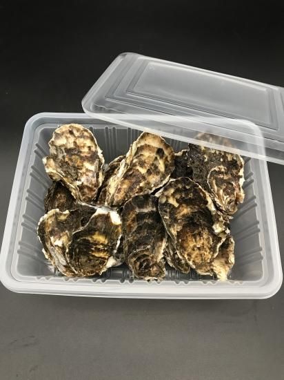 牡蠣パック750g 加熱調理用 - 常呂漁業協同組合 直売店 牡蠣パック750g 加熱調理用 - 常呂漁業協同組合 直売店