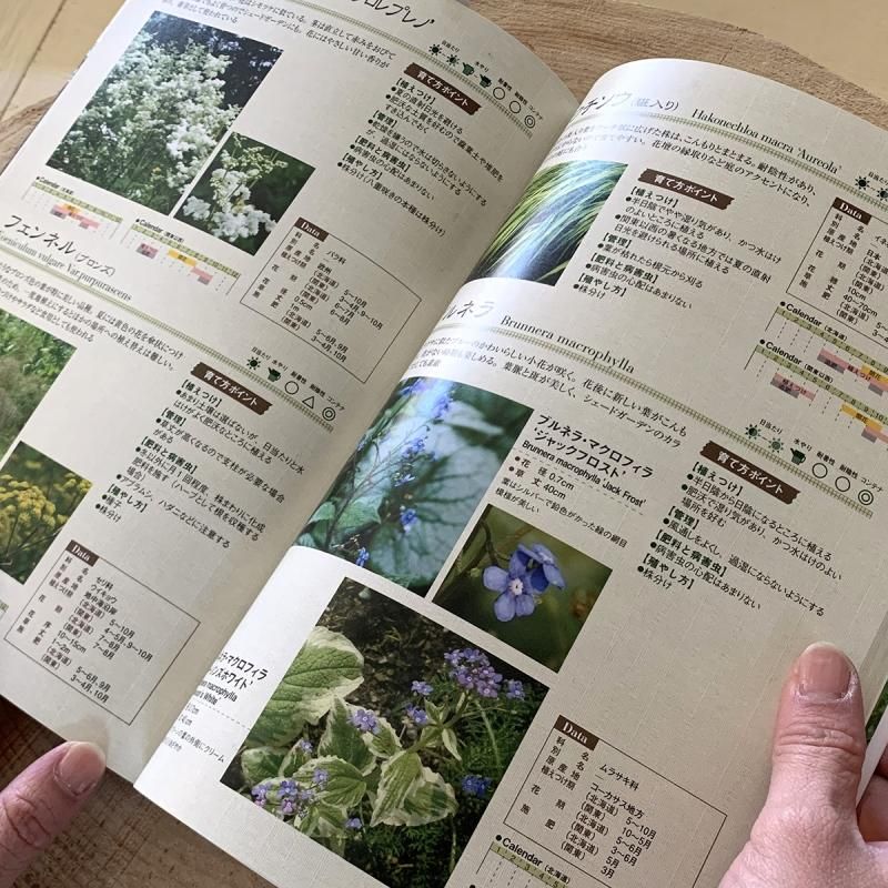 風のガーデンに咲く宿根草の育て方: 庭で育てて見たい (Musashi