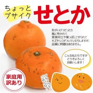 せとか Koko O ココオ 愛媛のいいみかんお取り寄せ