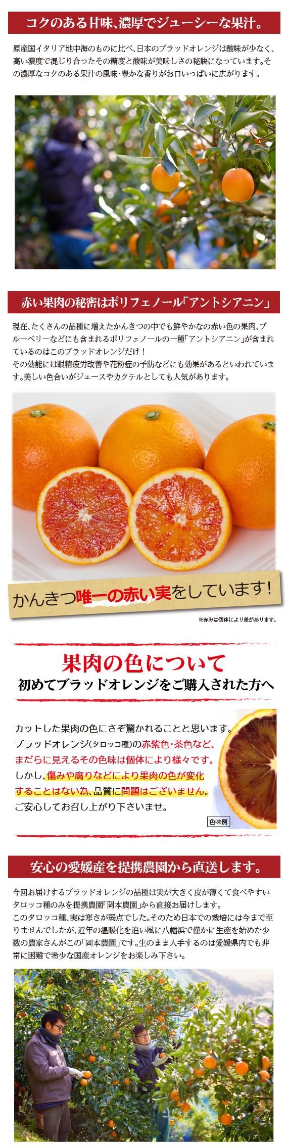 送料無料】太陽の果実・愛媛県産ブラッドオレンジ（タロッコ