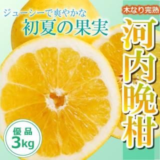 goya　河内晩柑7kg×２箱ぐるりん 送料無料】木なり完熟！河内晩柑〈優品・家庭用〉約3kg