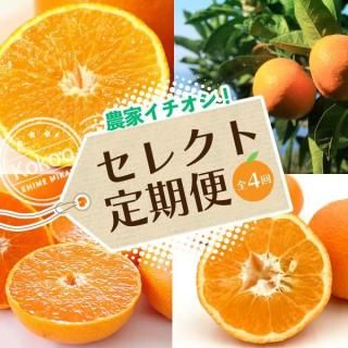 <img class='new_mark_img1' src='https://img.shop-pro.jp/img/new/icons61.gif' style='border:none;display:inline;margin:0px;padding:0px;width:auto;' />105ޤ10OFF̵ۡۤȤΥ쥯ءҲѡͥʡӡ4ۢڤߥץץ쥼դ