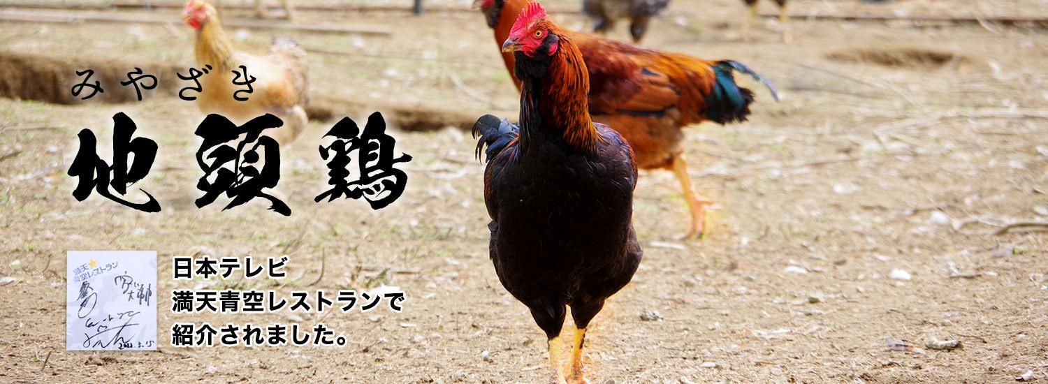 鍋島焼 鍋島大五作 白磁 鶏 酉 オブジェ 置物 風水 縁起物