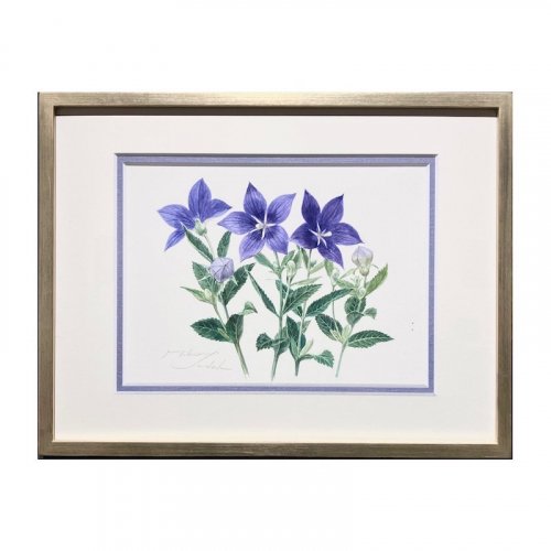 礦Chinese Bellflower<250185mm> ƣ