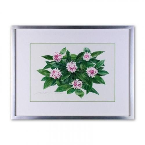 <img class='new_mark_img1' src='https://img.shop-pro.jp/img/new/icons14.gif' style='border:none;display:inline;margin:0px;padding:0px;width:auto;' />֡Daphne<257182mm> ƣ