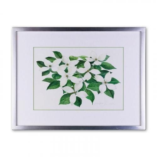 <img class='new_mark_img1' src='https://img.shop-pro.jp/img/new/icons14.gif' style='border:none;display:inline;margin:0px;padding:0px;width:auto;' />ޥܥKousa Dogwood<257182mm> ƣ