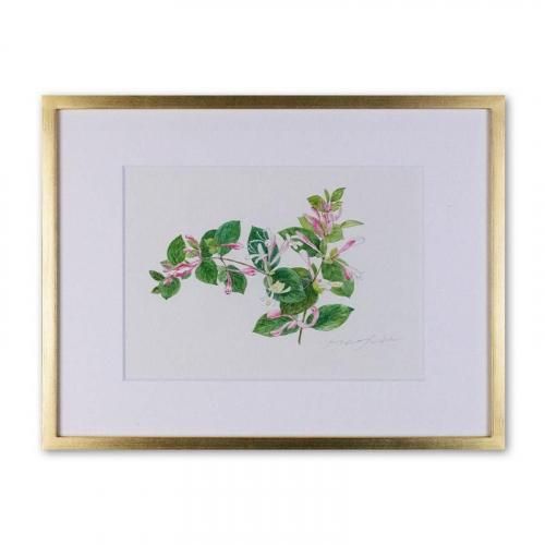 <img class='new_mark_img1' src='https://img.shop-pro.jp/img/new/icons14.gif' style='border:none;display:inline;margin:0px;padding:0px;width:auto;' />ϥˡåHoney Suckle<257182mm> ƣ