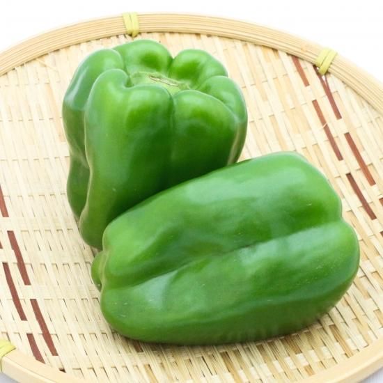 ワンダーピーマン - やおや植木商店オンラインショップ