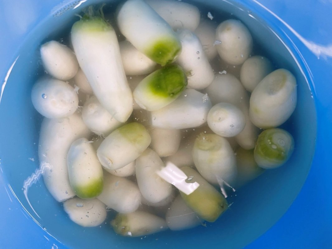 茨城県産　里芋　農薬不使用　箱込み  約1.3～1.4kg