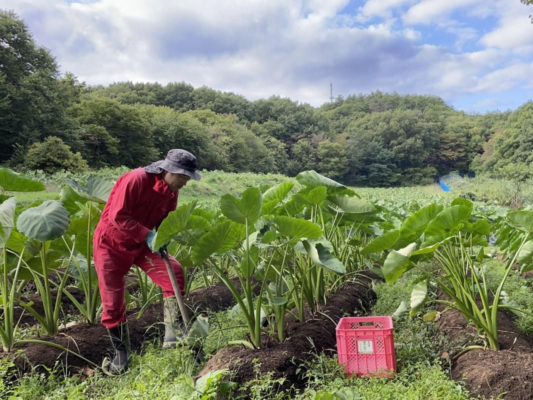 熊本県産里芋無農薬自然栽培1。2キロg ものすごい 熊本県産里芋無農薬自然栽培1。2キロg ものすごい