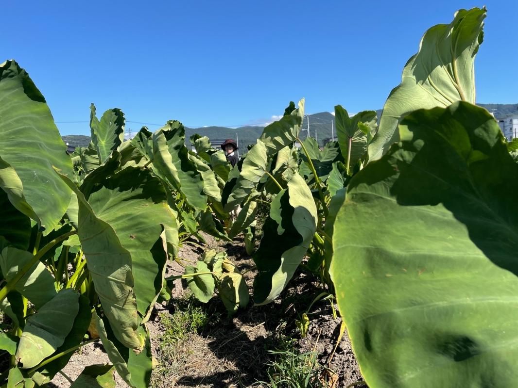 さとう農園自然農法土付里芋 無農薬・除草剤不使用・化学肥料不使用
