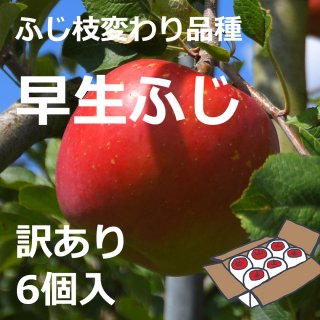 【訳あり】米崎りんご（早生ふじ） 6個入