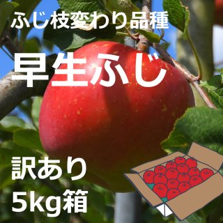 【訳あり】米崎りんご（早生ふじ） 5kg